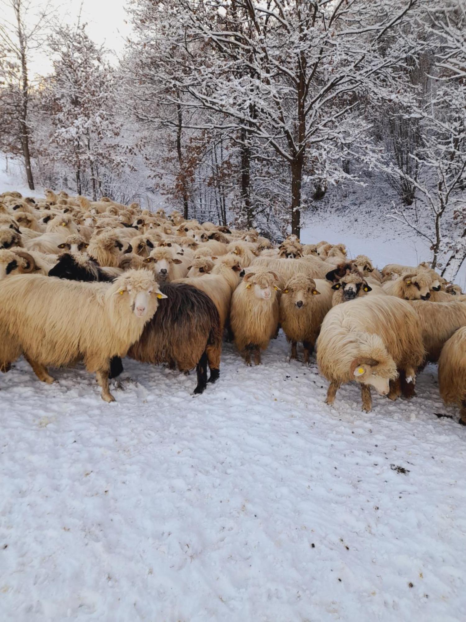 Casa De La Ferma Mariuca Βίλα Berbesti Εξωτερικό φωτογραφία